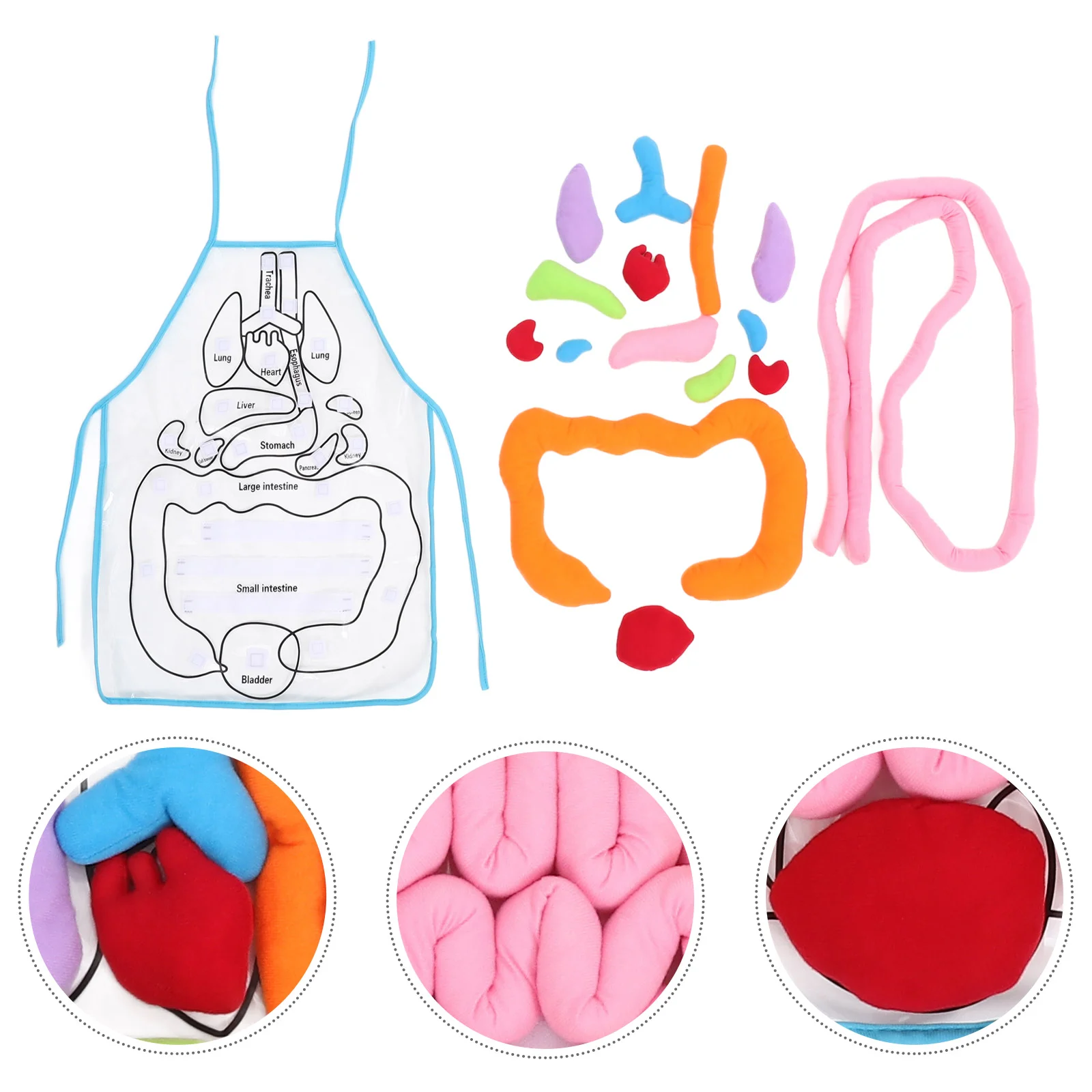 

Organ Apron Baby Toy Teaching Educational 3D Human Body Organs Polyester Preschool Aid Childhood Aids