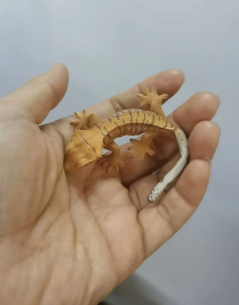 PVC製フィギュア　シミュレーション動物モデル　トカゲ