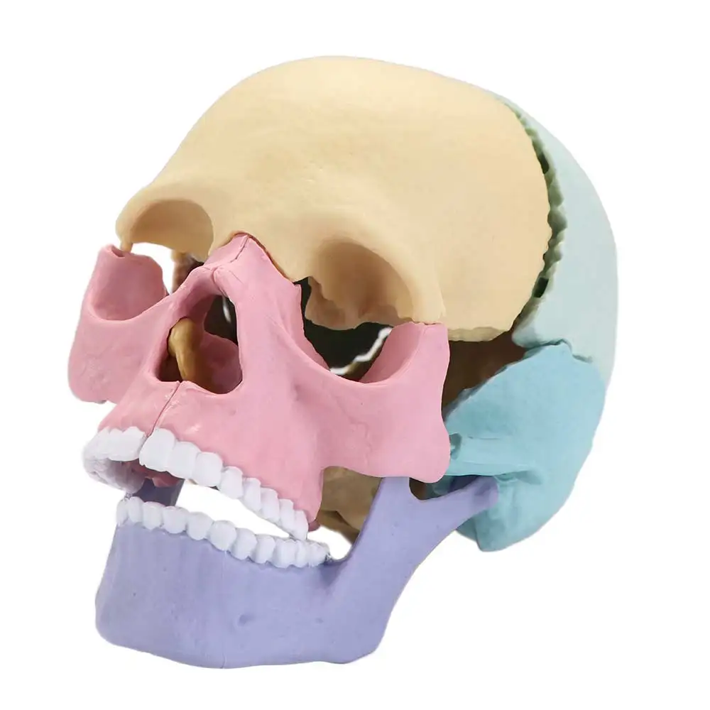 Skeleton Art 1:2 Skull Model 4D Detachable Anatomy Skull Model Dental Learning Human-Skull Model Oral Teaching