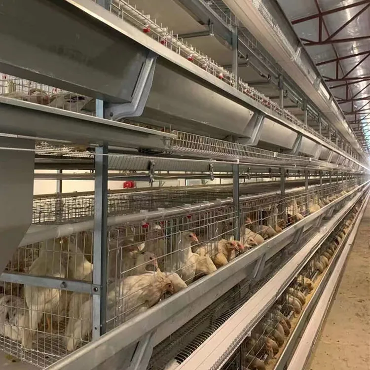 Multifunctional Automatic Poultry Cage, Chicken Coop Incubator Feeder, Layer House, New Used Condition, 2 in 1 Design
