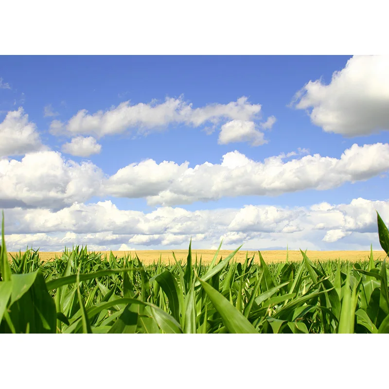 Phong Cảnh Thiên Nhiên Nền Chụp Ảnh Rừng Lúa Mì Lĩnh Vực Cảnh Quan Du Lịch Hình Phông Nền Phòng Thu Đạo Cụ 21512 ZRFJ-05