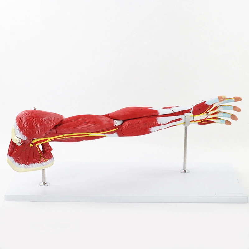 1:1 Life Size Limb Muscle Arm Joint Function Anatomy Model Human Bone Skeleton Medical Teaching Supplies