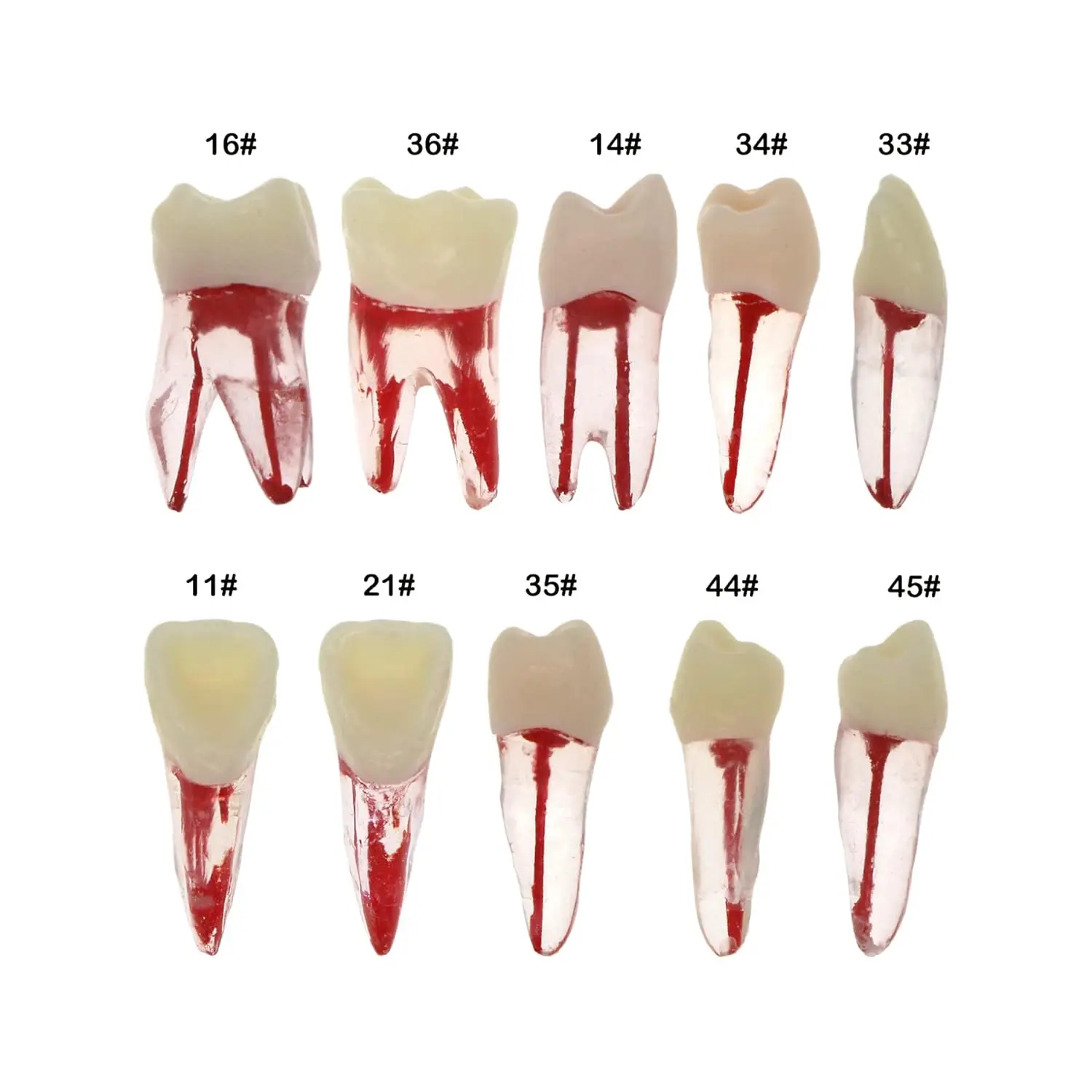 10 Pcs Dental RCT Endodontic Training Teeth Set with Pulp Cavity Resin Blocks for Root Canal Endodonic Study Practice Model Kit