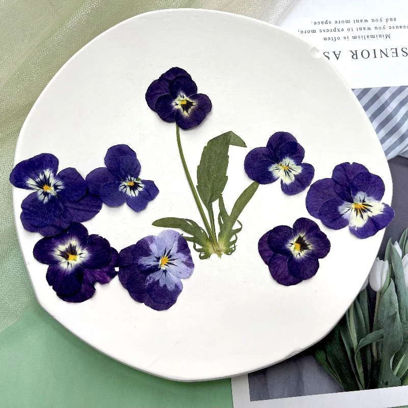 12 قطعة ، زهور مجففة فطيرة مضغوطة طبيعية لوازم يدوية ذاتية الصنع لإطار الصورة/الإشارة المرجعية/مصباح/مجوهرات من مادة الراتنج/حافظة هاتف/مكياج البتلات