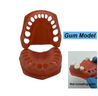 Gomas blandas para modelo de 32 dientes.