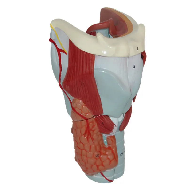 Human larynx anatomy magnified 3 times model, medical teaching display appliance anatomy model