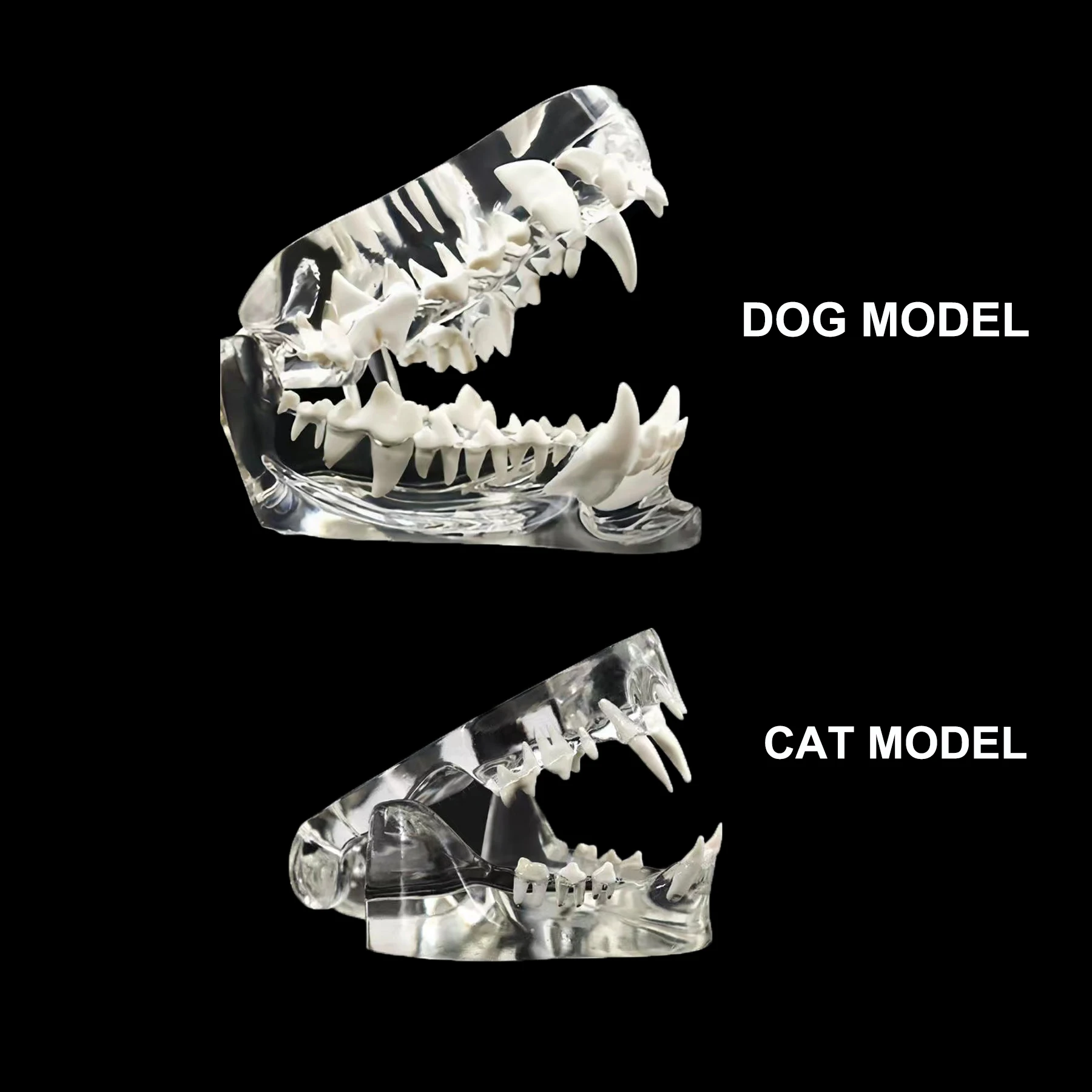 Dientes anatómicos transparentes para perro y gato, modelo Dental de animales, mandíbula Oral para educación Dental canina, decoración de Oficina