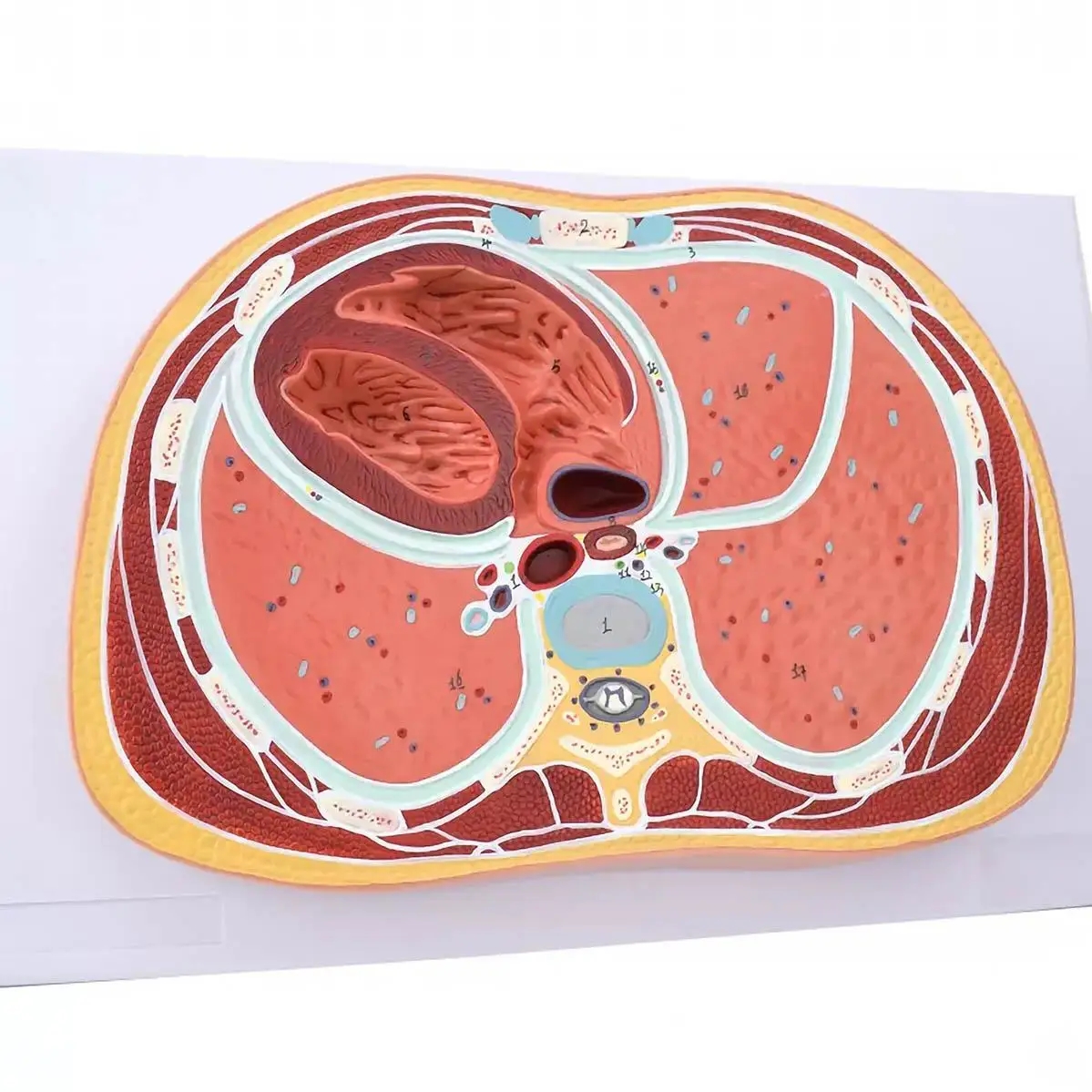 

PVC Human Chest Transverse Thoracic Vertebra Cross-sectional Structure Model Medical Anatomical Models Teaching