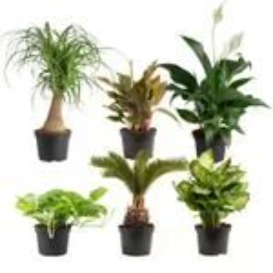 

Комнатные растения Costa Farms в детских горшках, 6 шт.