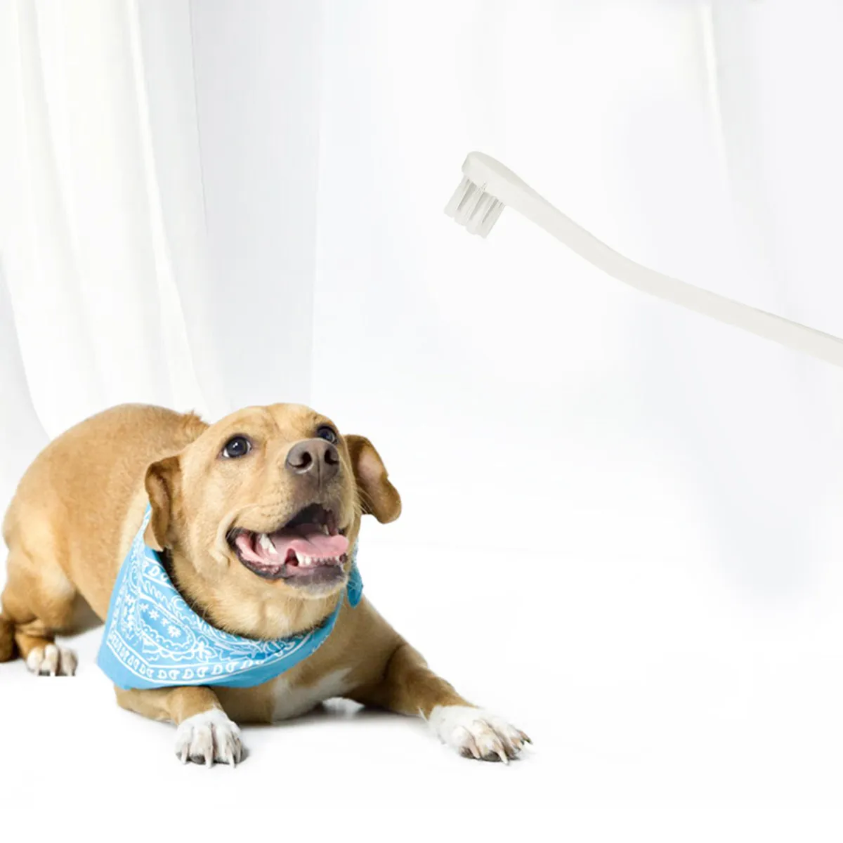 Highly Elastic Comf…