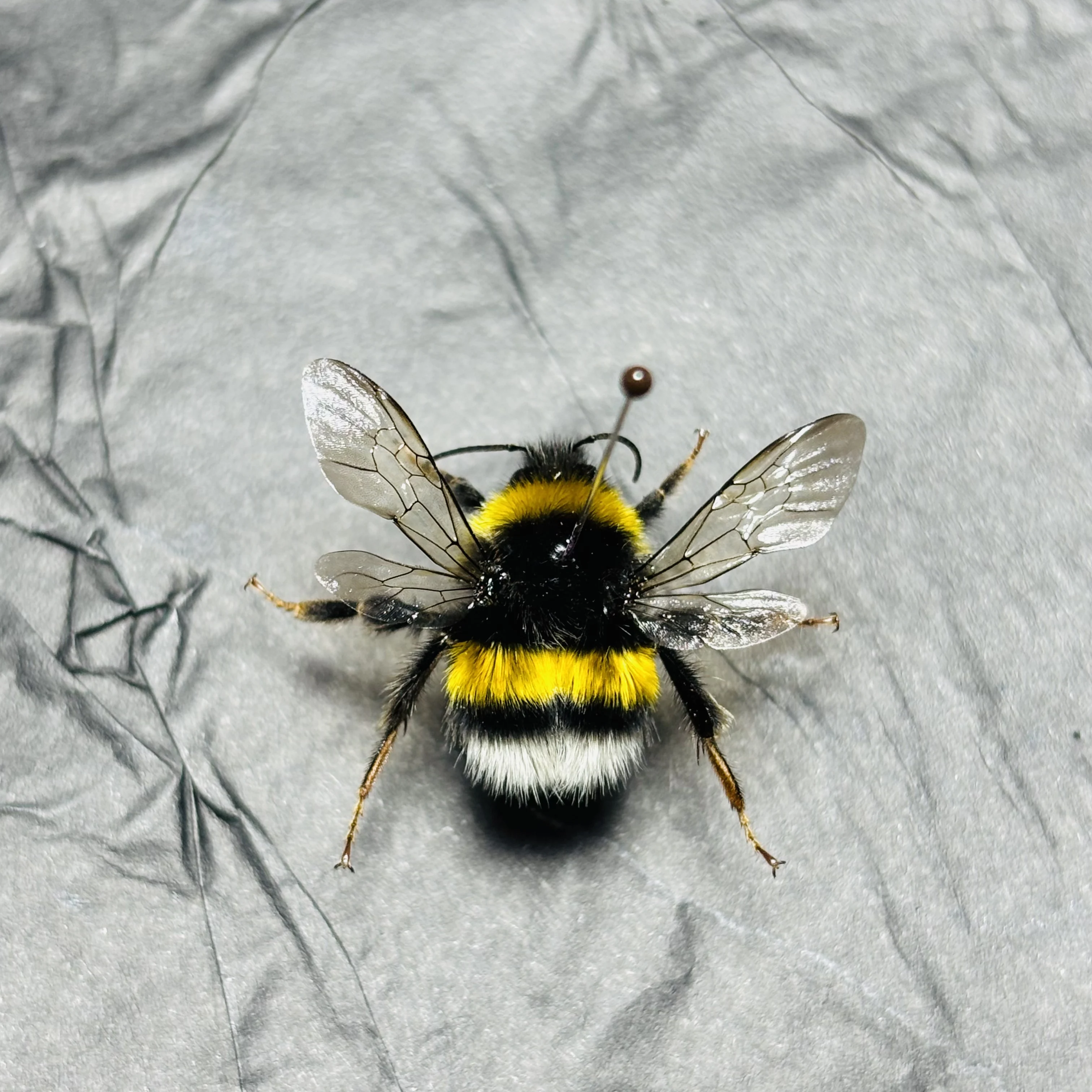 2132 Bumblebee Shape Craft Ornament Collection Bulk Wholesale Lifelike Insect Art Decoration for Display Handmade Project Hobby