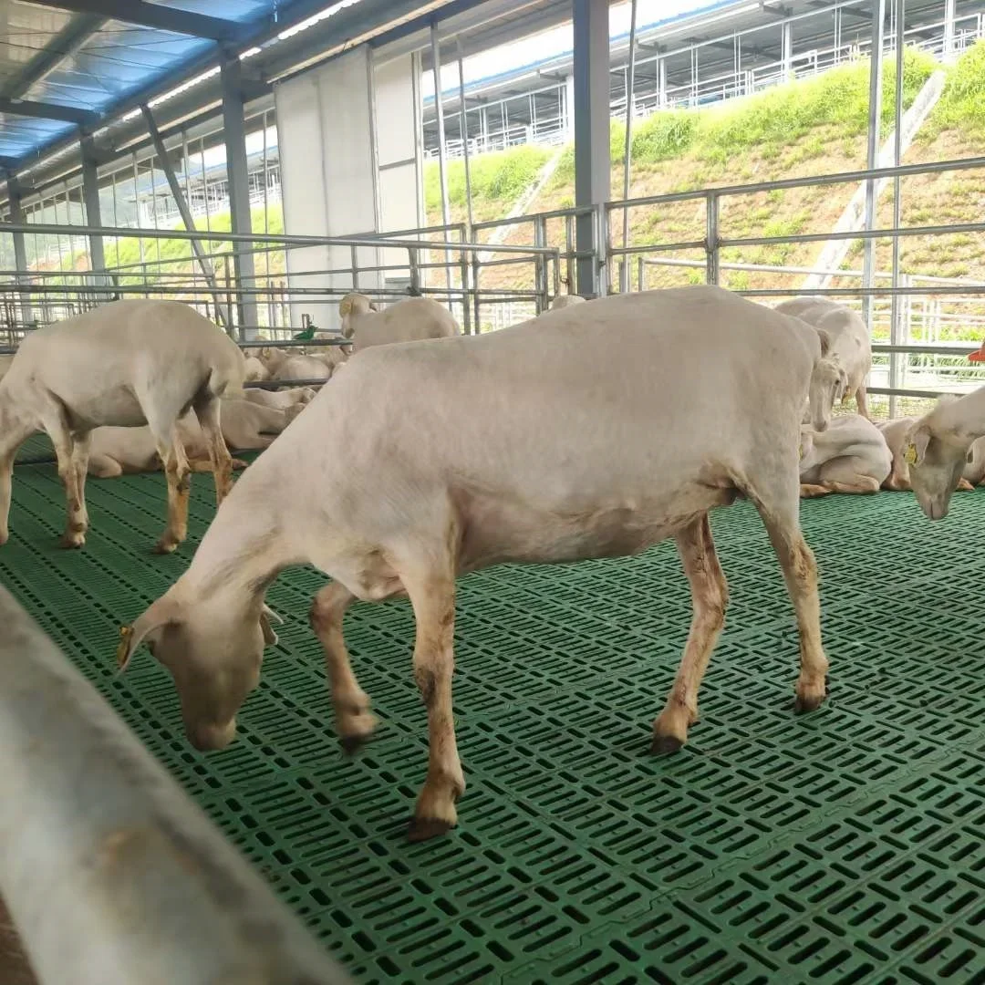 1000 * 500 goat farm slab floor plastic goat slab floor plastic slab floor for goat and sheep breeding