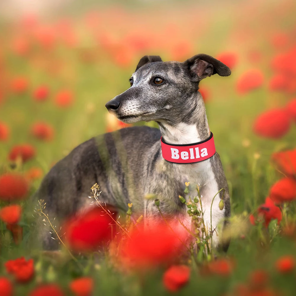 Gepersonaliseerde brede halsband ketting nylon gewatteerde huisdier ID halsbanden gratis print honden naam ketting voor kleine middelgrote grote honden mopshond