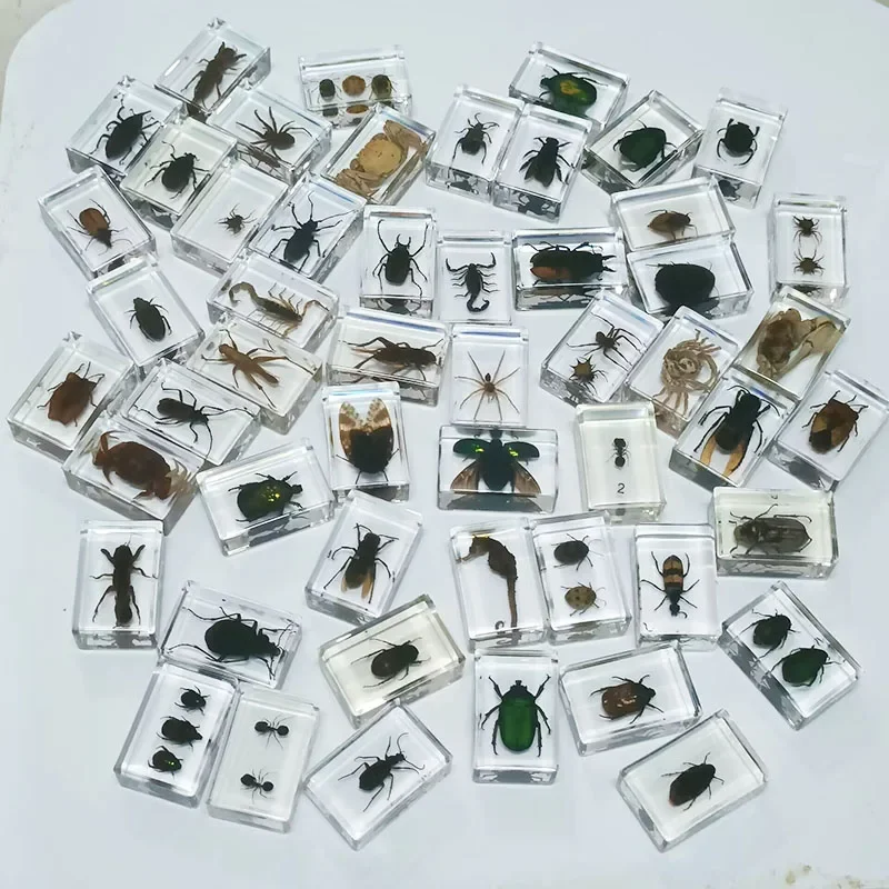 Insect Specimen Real Beetle Scorpion, Built-in Clear Resin, Suitable for Children Science Education, Home Decorations, 36Pcs Set