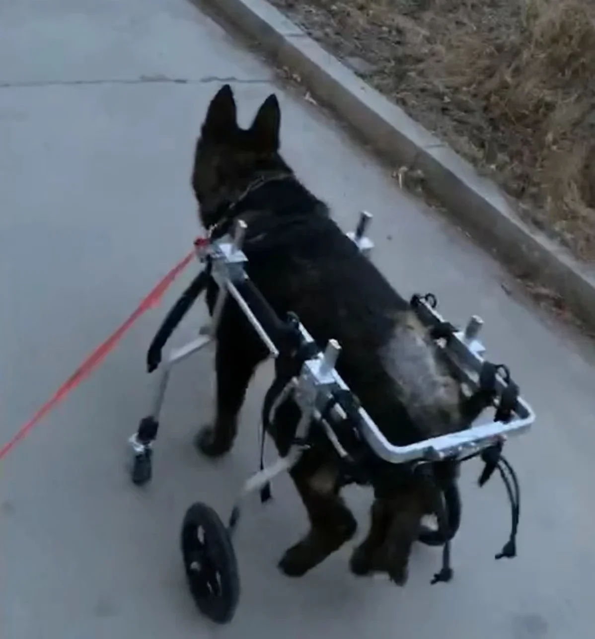 HEDY PW02 Sedia a rotelle regolabile a 4 ruote per cani da compagnia e gatti, per morsi feriti, cani da compagnia, gambe posteriori posteriori, riabilitazione e recupero