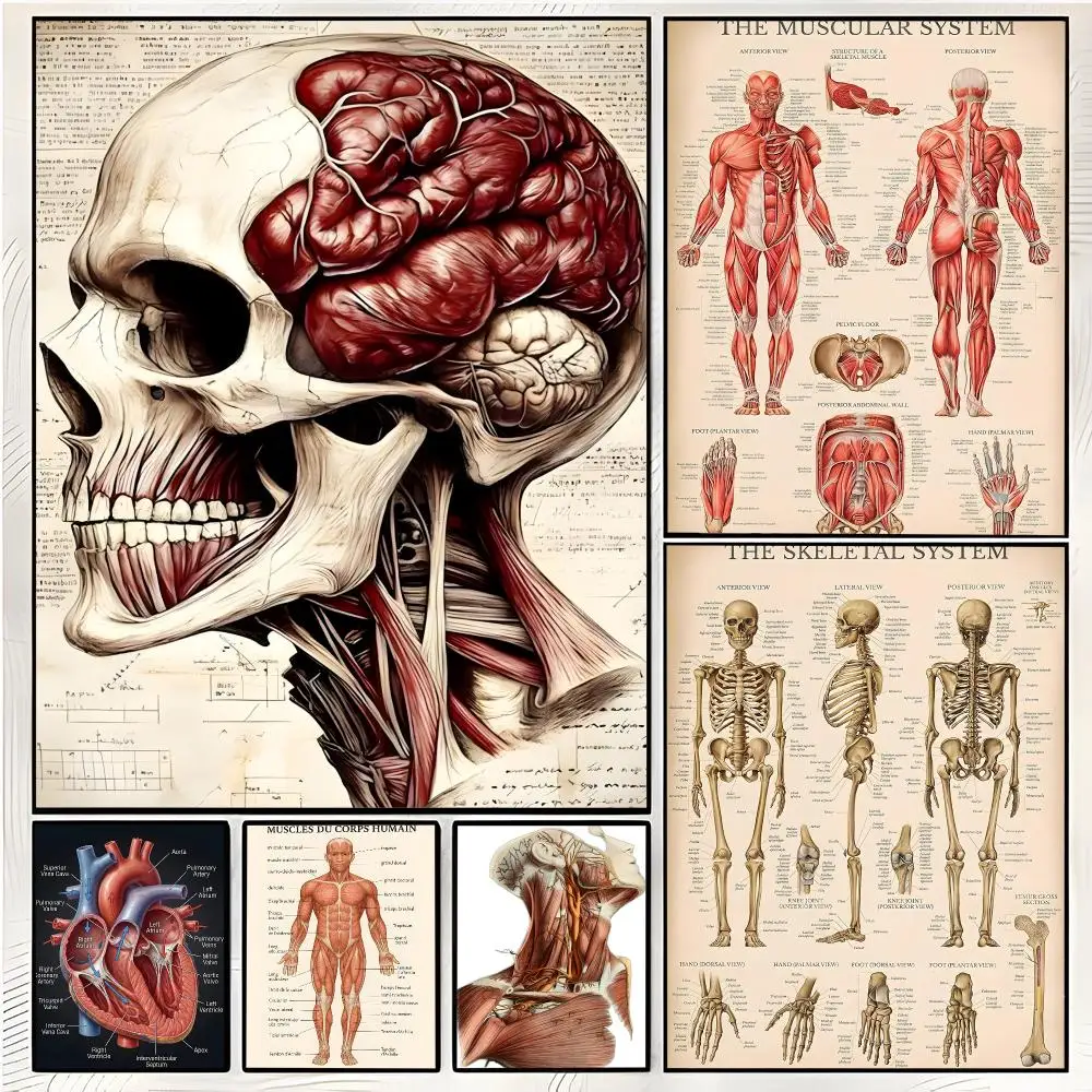 Chart medical illustration reference Anatomical Chart Poster Superior Home Space  Indoor Decorative Art & Home Decor
