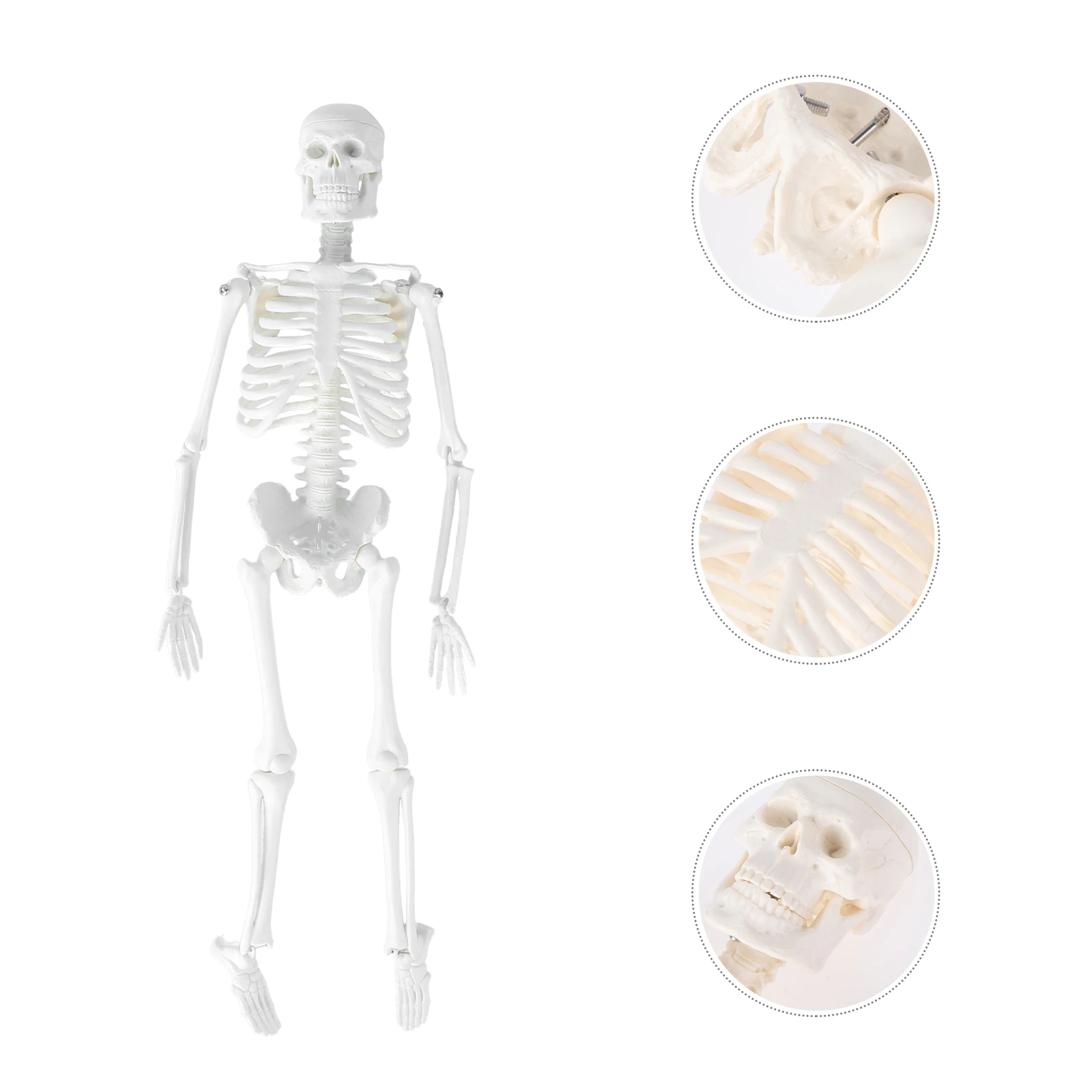 

45Cm Human Medical Anatomical Study Tool Removable Parts Pvc Plastic Medical Teaching For Students
