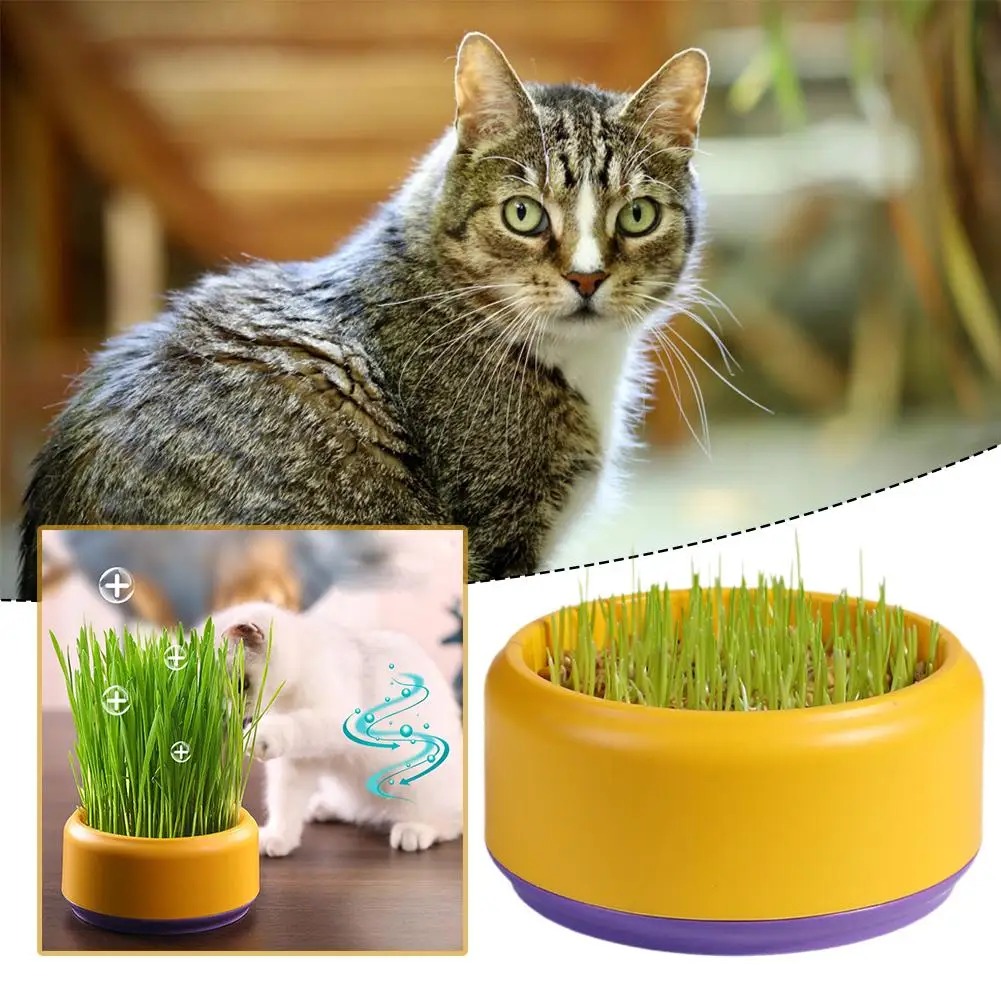 Cat Mint Planting Hydroponic Plastic Box Cat Pot Contrast Grass Bowl Without Pet Seed Plant Cat Supply Garden Hydroponic D8F3