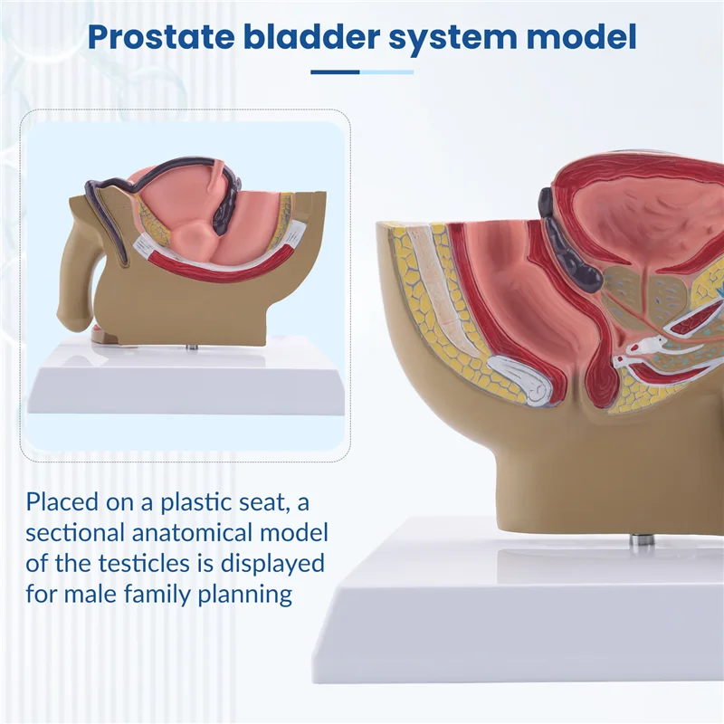VO-1:2 Sezione Sagittale pelvica maschile Modello del sistema urinario rettale della vescica della prostata testicolare