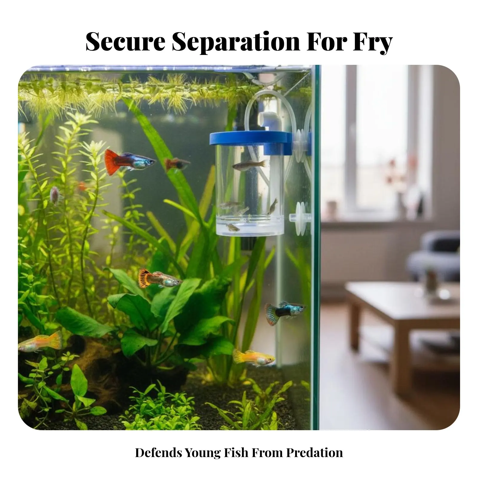 

Guppy Breeder Box Multi-Functional Aquatic Breeding Box Acrylic Fry Hatchery Multifunctional Aquatic Hatchery Container Easy To
