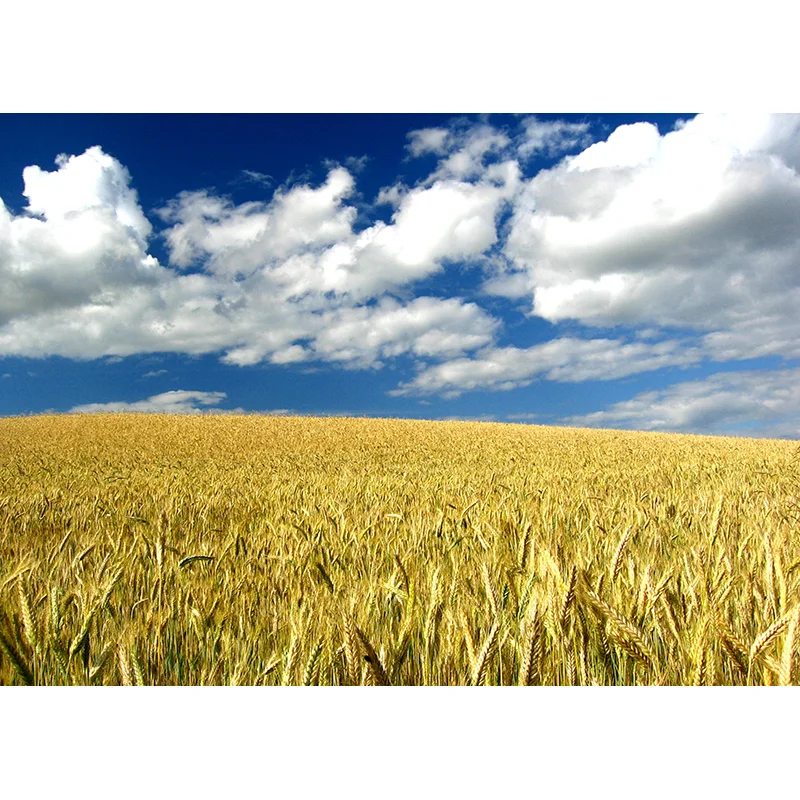 Natural Scenery Photography Background Forest Wheat Field Landscape Travel  Photo Backdrops Studio Props  21512 ZRFJ-04