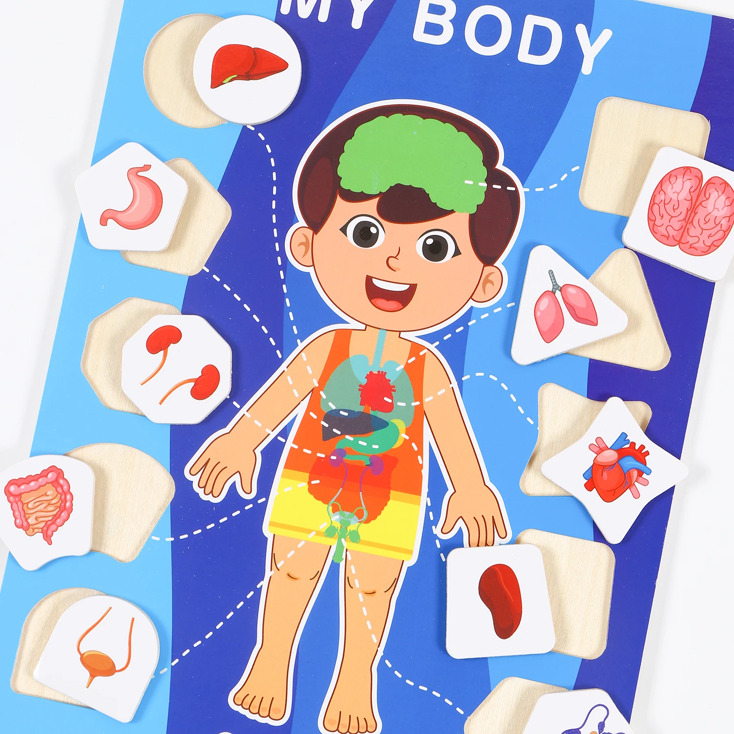 1 Set of Wooden Learning Boards for School, Office, and Home Use, Helping You Learn about My Body, a Perfect Gift for Family, F