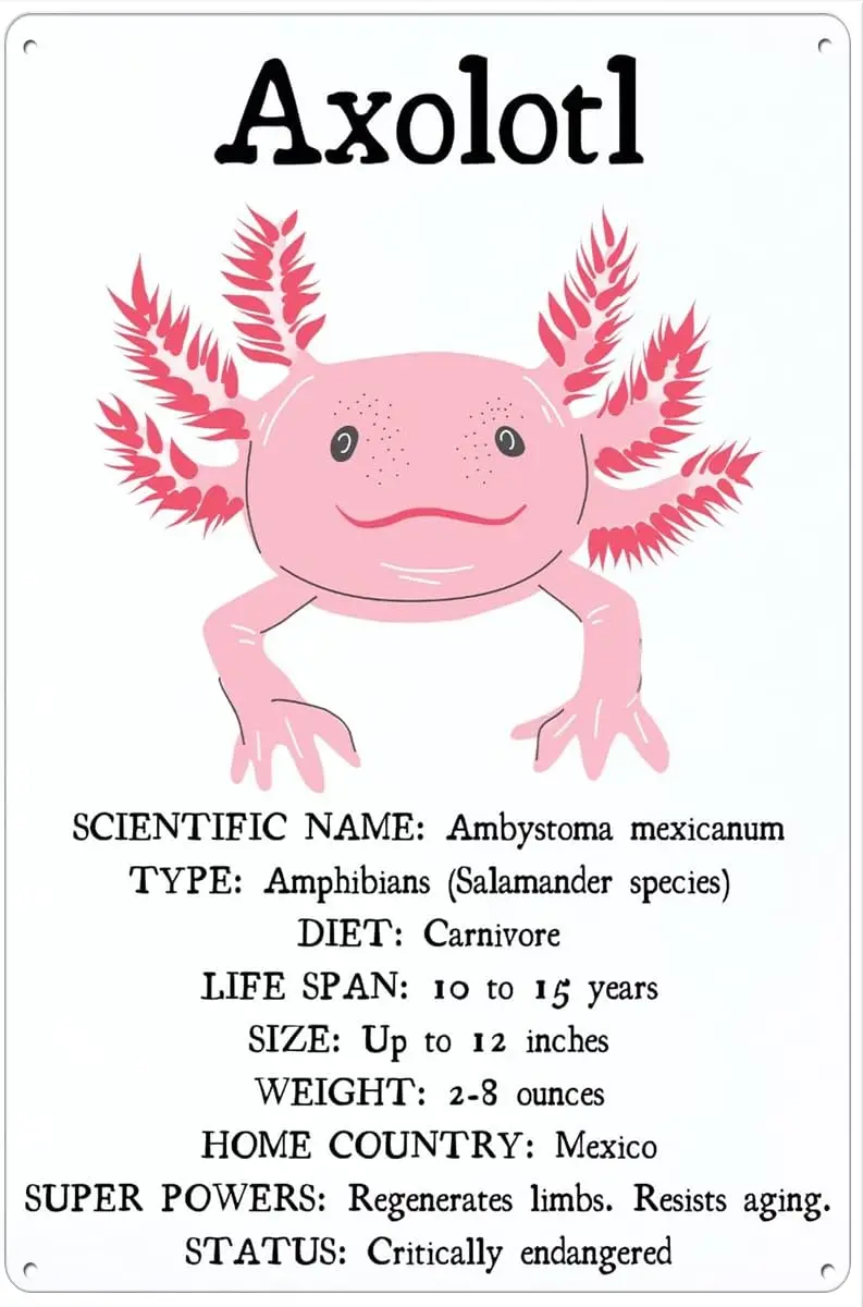 Retro Metal Tin Sign 8 X 12 Inches Axolotl Facts Print Educational Classroom Poster Nature Wall Decor Salamander Aquatic Species