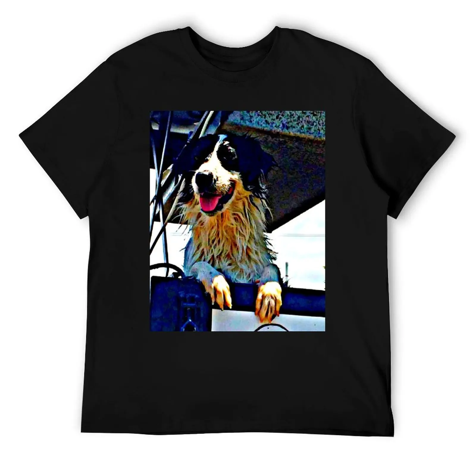 Border Collie, Lucy… - image