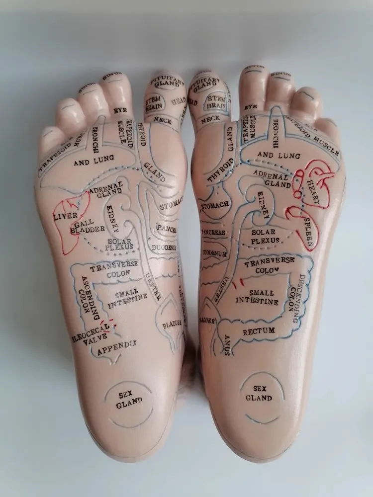 19cm Foot Zone Massage Model, Not Acupuncture Model, English Code TCM Feet Reflexology, 2pcs = 1 Pair
