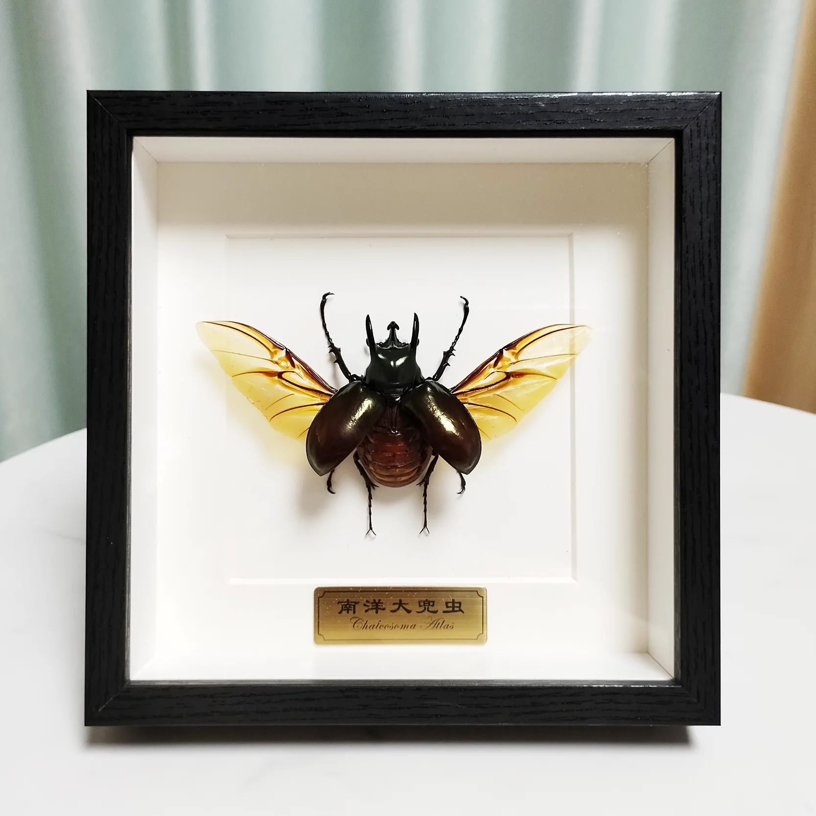 Authentic Atlas Beetle Framed Taxidermy Preserved Insect Specimen Real Chalcosoma Atlas Handicraft Home Decor Wall Art Gifts
