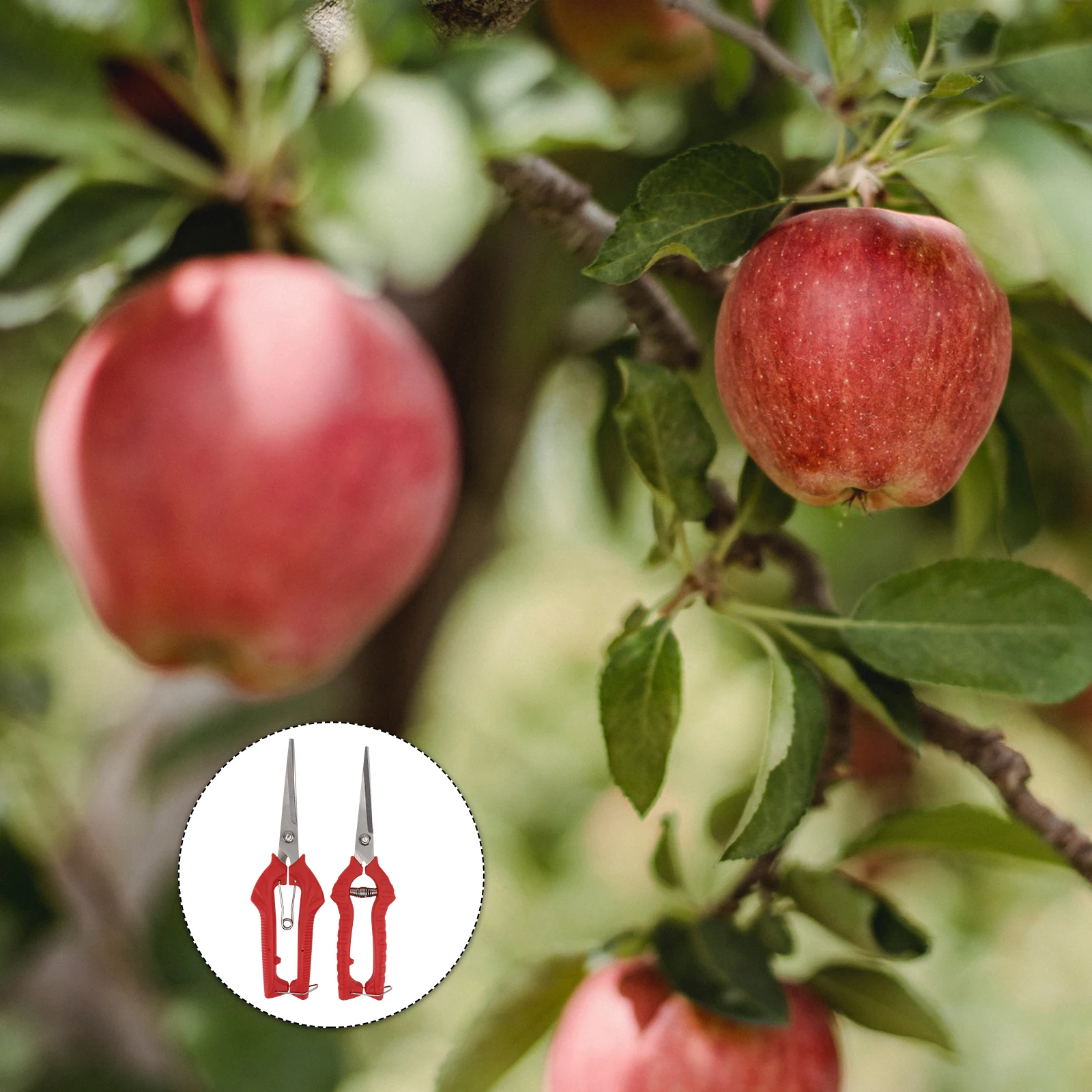 

2pcs Pruning Shears Durable Stainless Steel PP Compact Comfortable Handle Garden Tool Branch Trimmer Scissor Fruit Tree