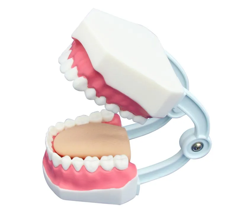 Small Dental Teeth Care Model with 32 Teeth,Teeth Model for oral cavity cleaning and protection