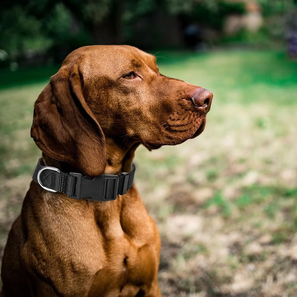 Classic Adjustable Nylon Dog Collar with Heavy Duty Clip Buckle Deluxe Webbing Collars for Small Medium Large Dogs