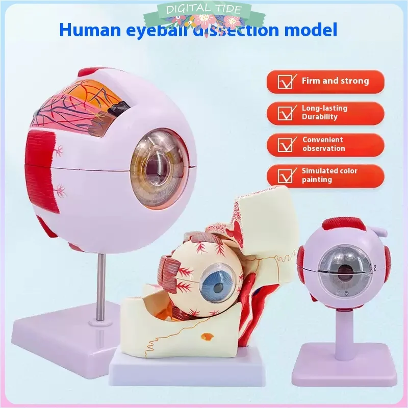 Eyeball Model Anatomical Eye Model Medical Learning And Teaching Instrument Medical Science Teaching Resources Eyelid 6 times