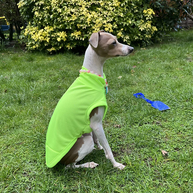 Chaleco transpirable de verano para cachorros, chaleco italiano de galgo Whipple para perros pequeños a medianos