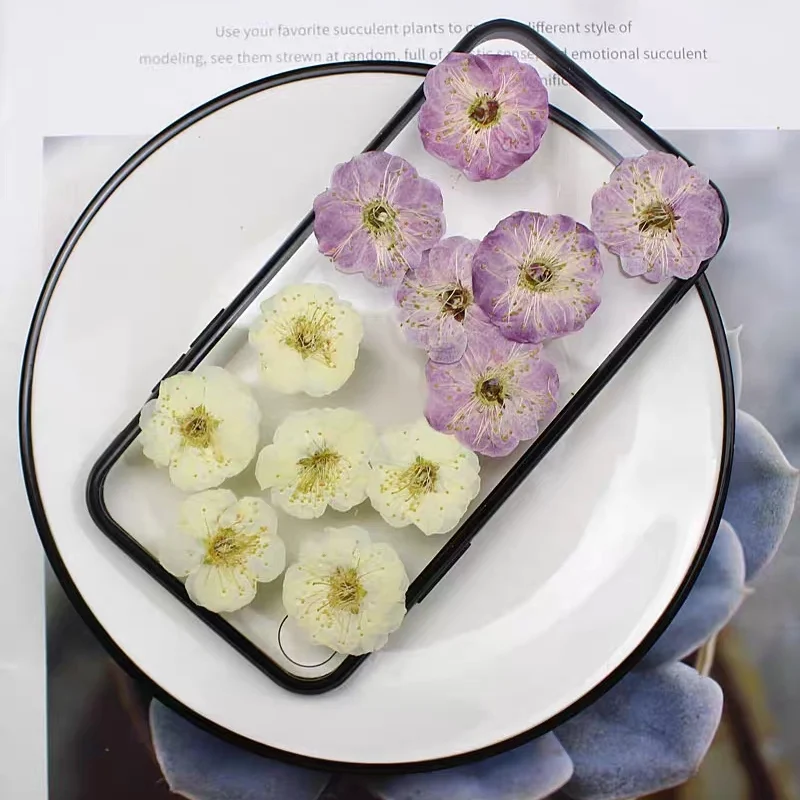 

60pcs Pressed Dried Plum Blossom Flower Herbarium For Resin Epoxy Jewelry Card Bookmark Frame Phone Case Makeup Lamp Fan DiY