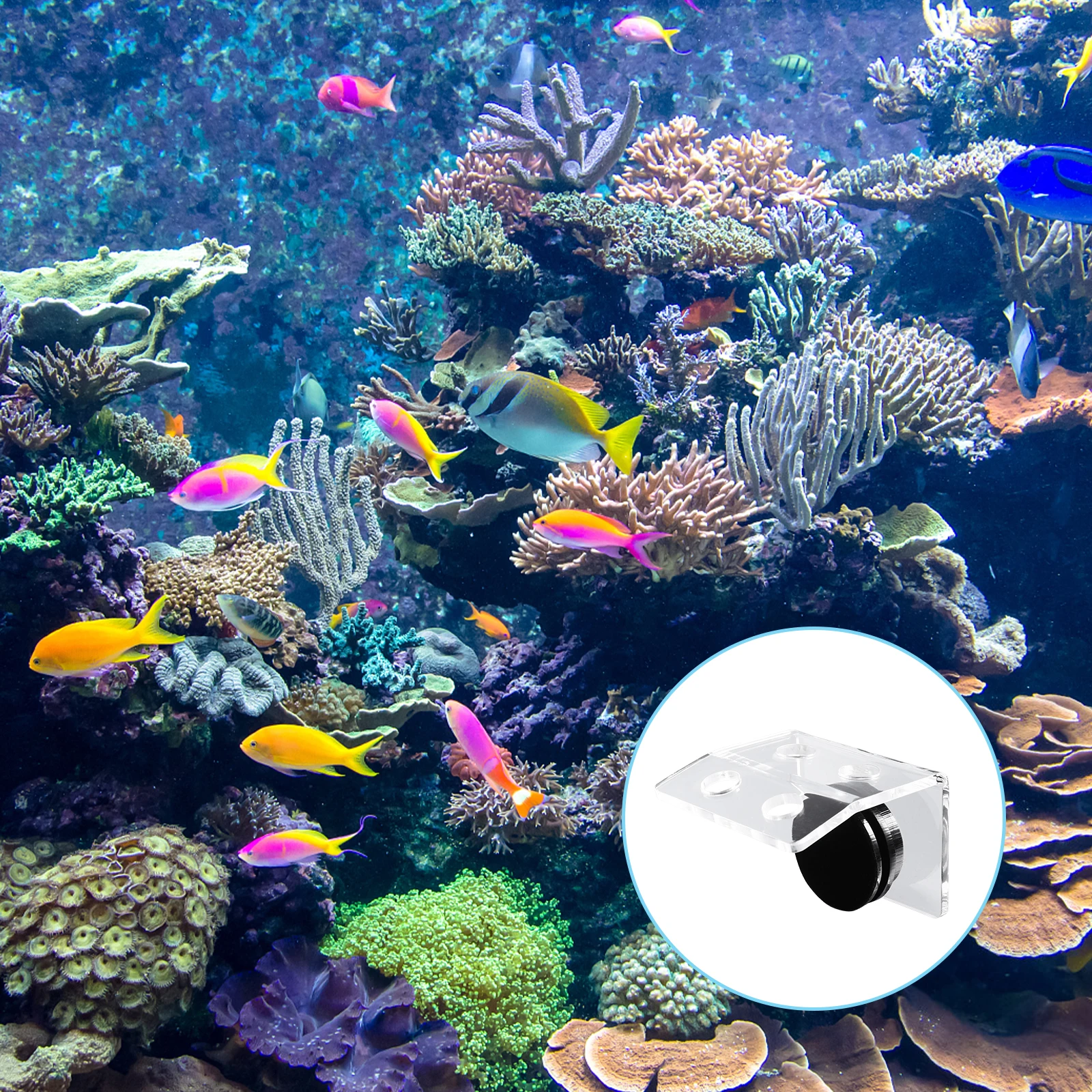 

Magnetic Coral Rack 4 Plug Holes Acrylic Aquarium Holder Strong Suction Curved Front Design 15Mm Glass Fragments Stand