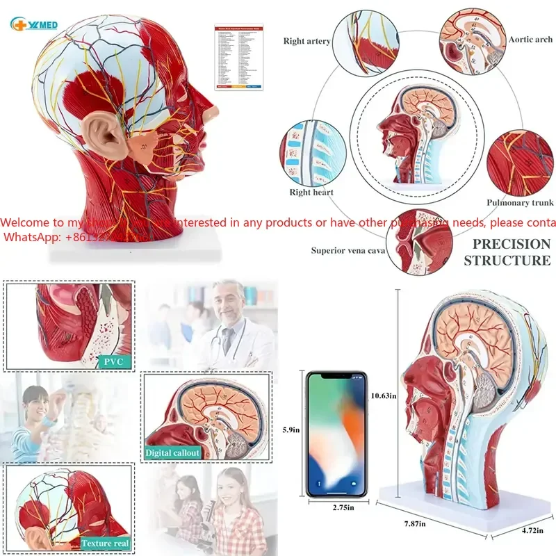 

Human Half Muscles Superficial Neurovascular with Musculature Anatomical Head for Medical Biology Anatomy Education CE/ISO