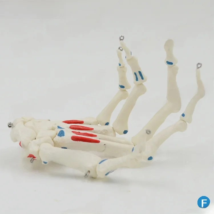 Anatomical Hand Pal…