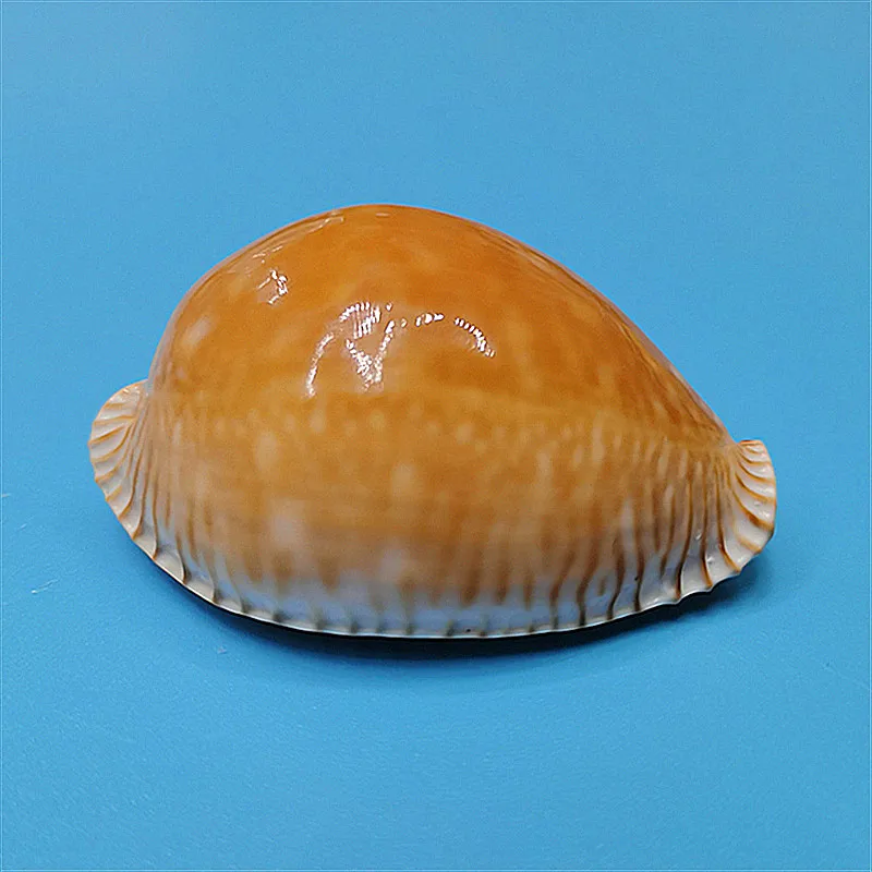 Perisserosa guttata guttata,Natural rare conch shell gold star snail fish tank aquarium landscaping decoration