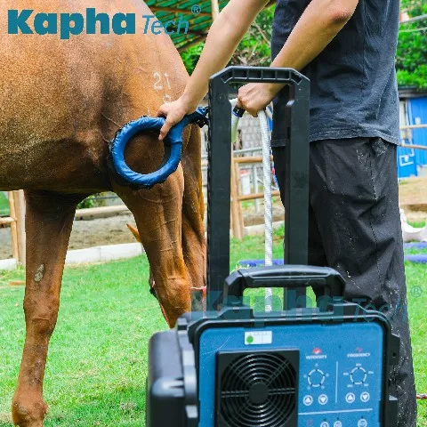 إعادة التأهيل لعلاج الحصان العلاج الطبيعي المغناطيسي للحصان