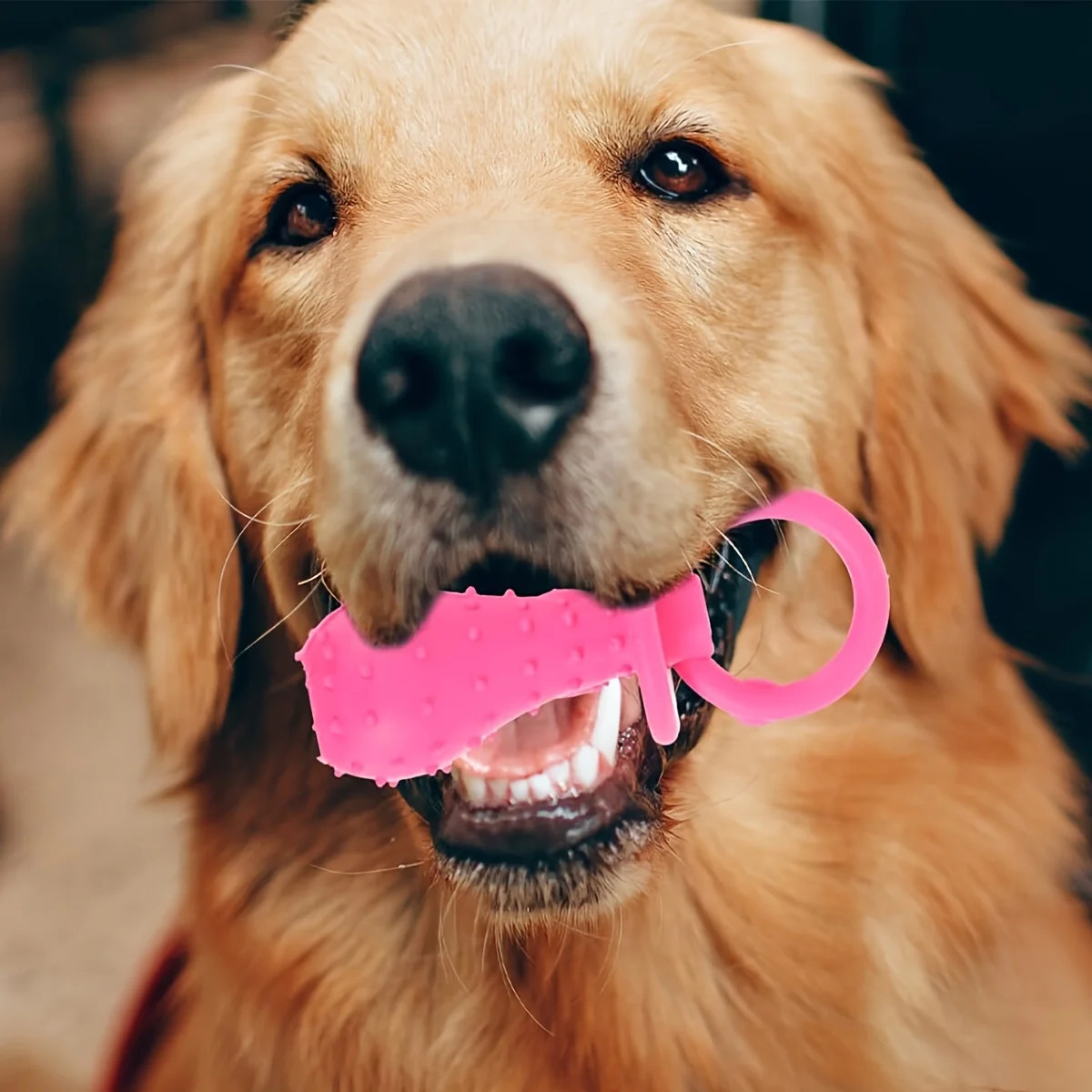Pet Pacifier Toy Rubber Puppy Dog Cat Molar Pacifier Tooth Cleaning Toy With Bell Insided (Random Color)