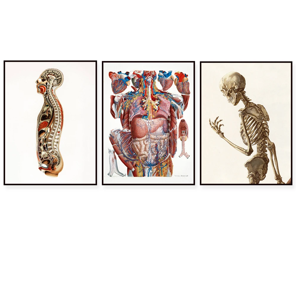 

Anatomy print, skeleton chart, vintage body print