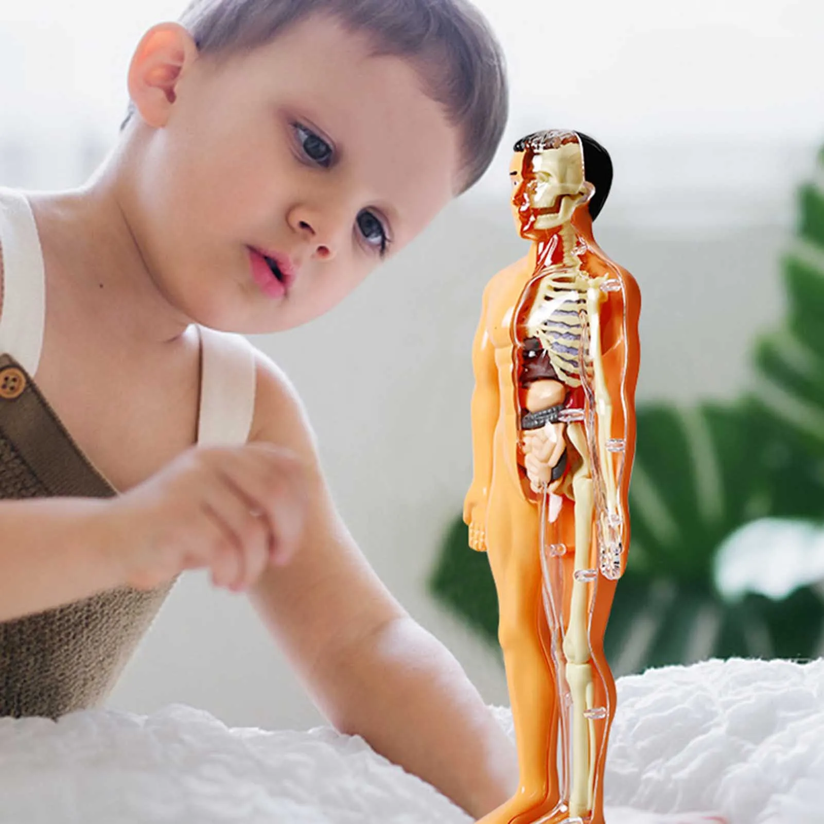 3D Human Body Organ Skeleton Model Toys Educational Human Body Organ Assembly Toys Teaching Tools for Kids Scientific Cognitive