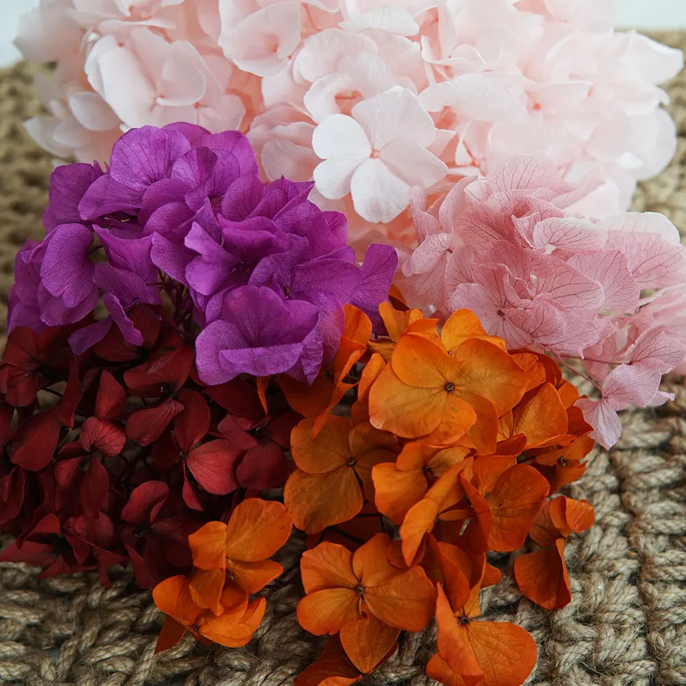 Nuevo Color, pétalos grandes, macrophylla, hortensia preservada, decoración de oficina, flores preservadas, decoración del hogar, decoración de boda