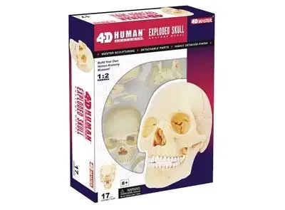 color human skull assembly model, primary color skull, fluorescent head bone 3 models