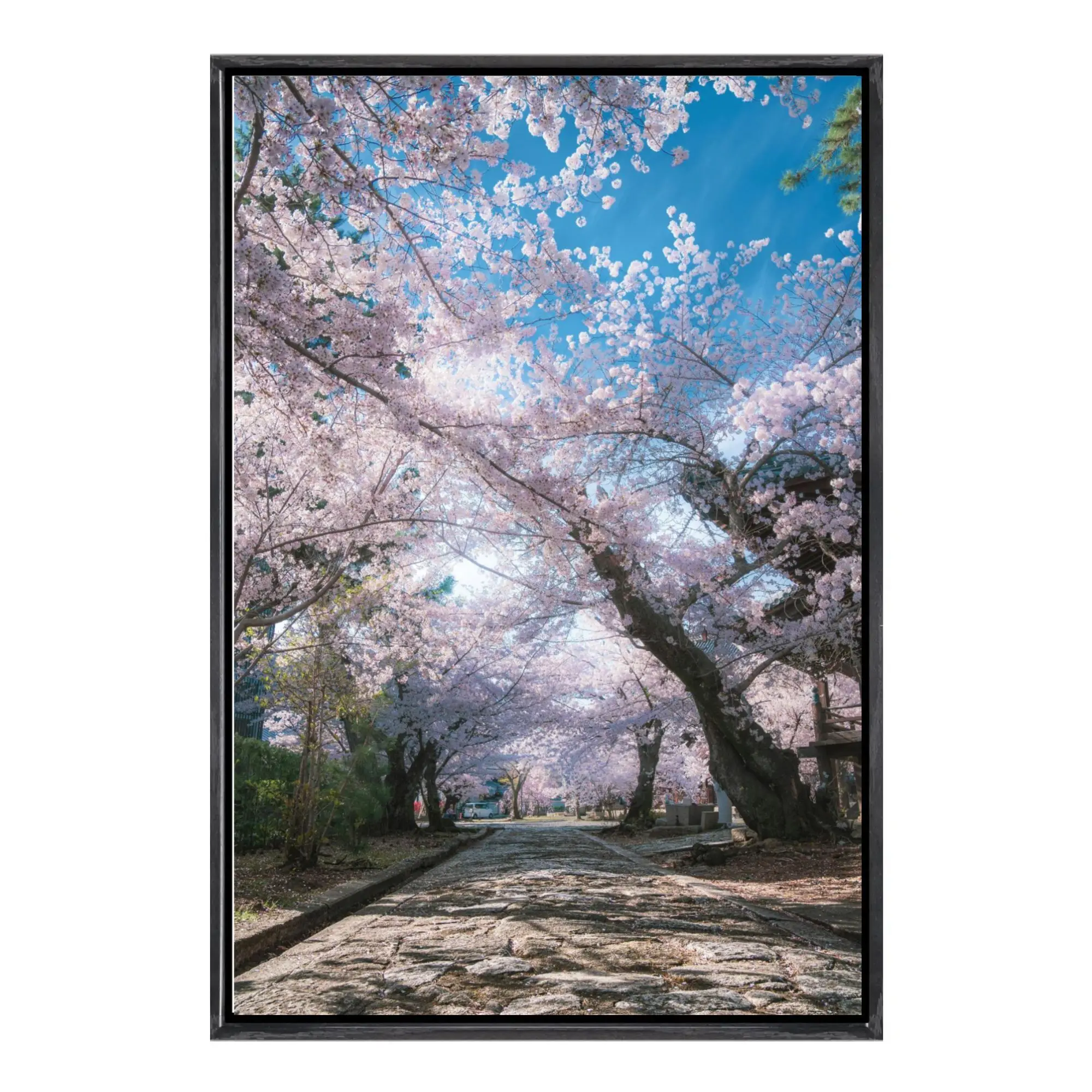 Sakura Japón, arte de pared enmarcado en lienzo, hermosa impresión escénica de árboles de flor de cerezo, cartel de paisaje japonés de primavera floreciente