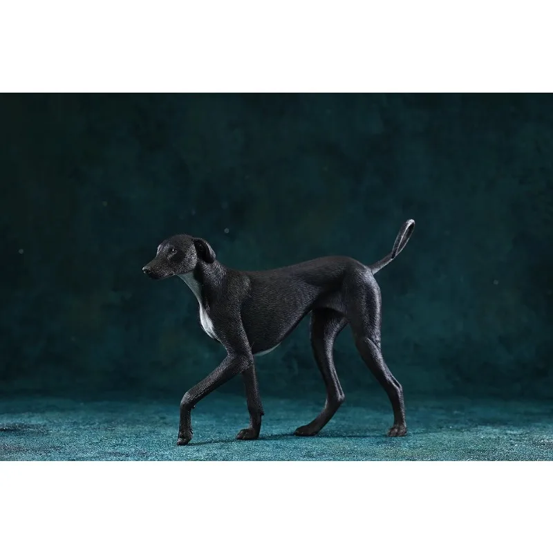 JXK 1/6 Skala Wąski Model Zwierzęcia Ozdobnego z Żywicy Symulującej, Pies Azawak, Owczarki z Peleryną, Model do Figur Akcji, Akcesoria Sceniczne