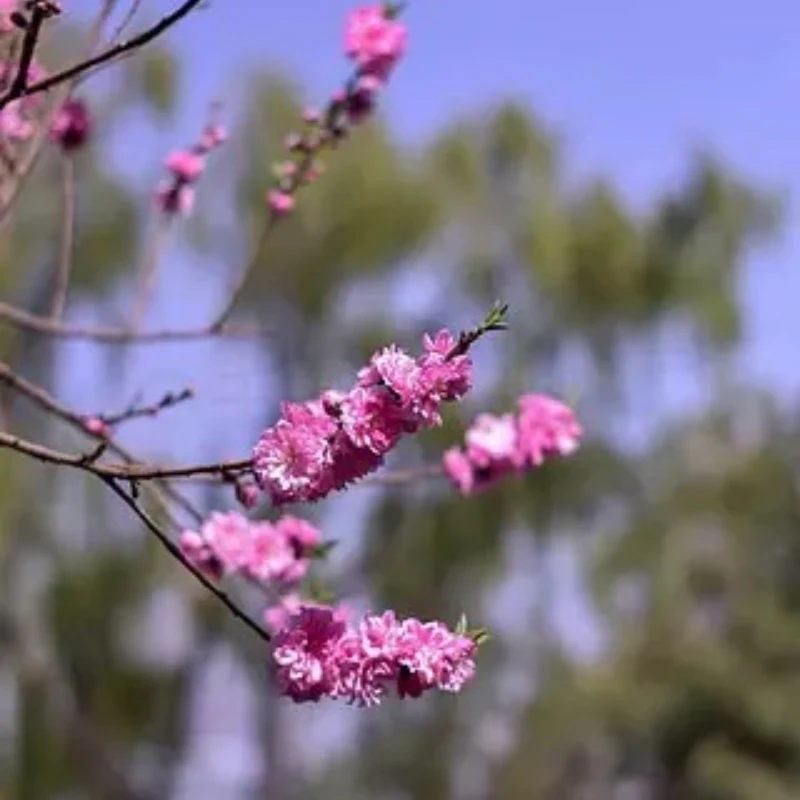 

GEPRC GEP-F411-35A AIO F411 Flight Control 35A 2-6S 8bits BLS ESC 26.5mm/M2 For Diagram FPV CL-30 Racing Drone