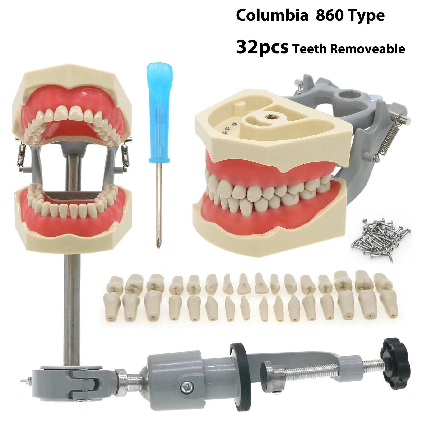 Typodont Model with 32 Removable Teeth Mounting Pole Compatible with Columbia Dentoform 860 Type